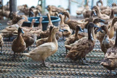 「鸭头」，听到这两个字就开始流哈喇子！