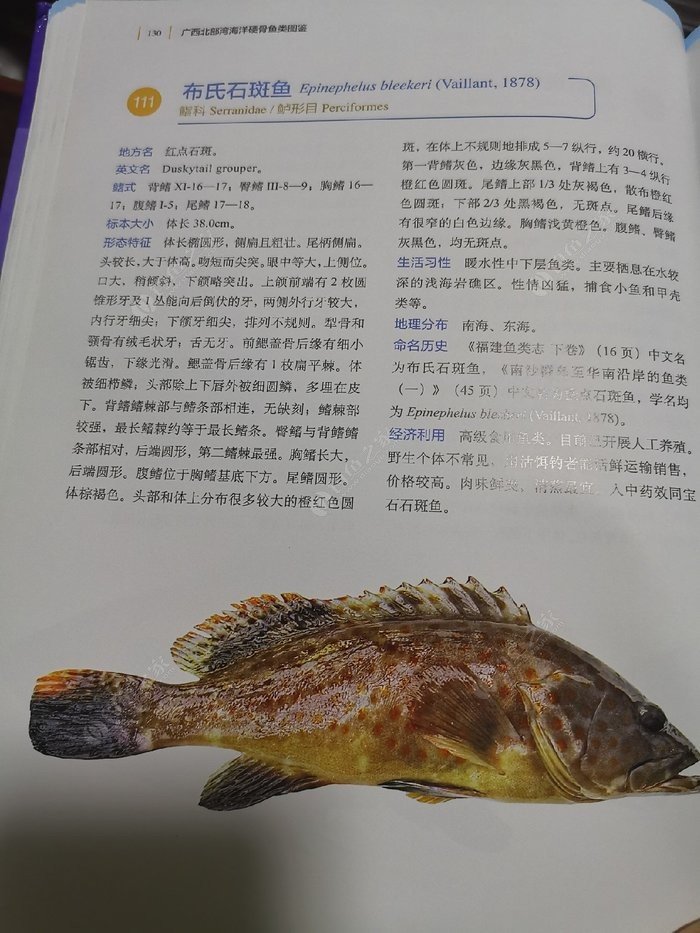 矶钓一竿远,精彩矶钓