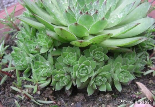 养观音的正确方法,怎么养才能让观音莲长出好多小莲