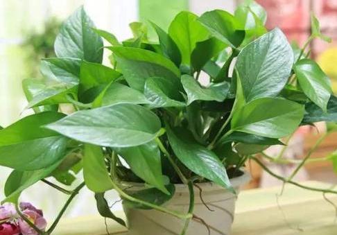 家里绿萝叶子发黄怎么办,绿萝开始有黄叶了怎么处理