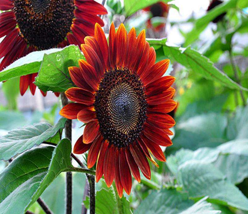 让向日葵快速盛开,盆栽向日葵长得又细又长怎么办