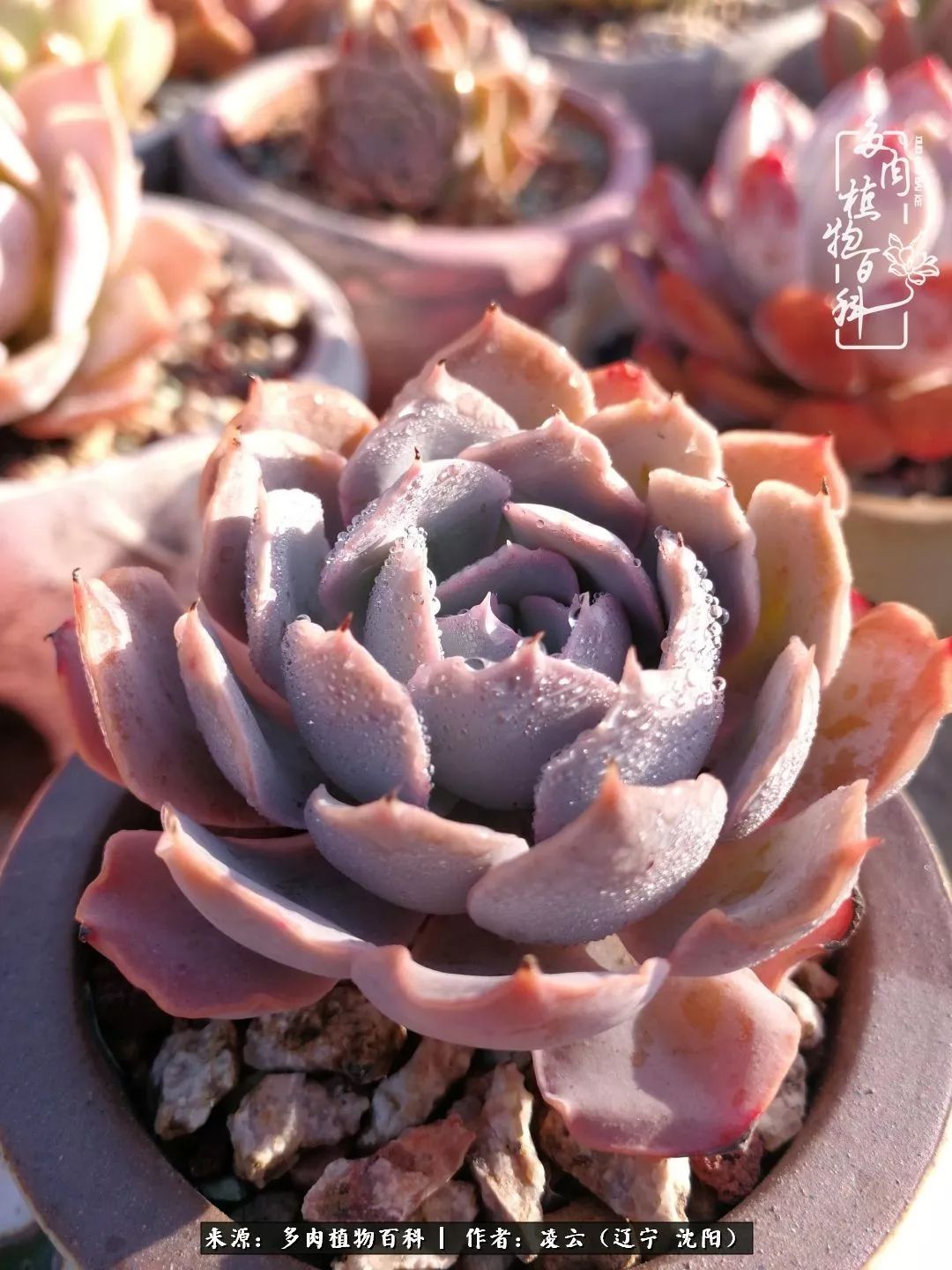 秋闲赏多肉,话育儿,亲生的自家娃,总有一刻让你怦然心动