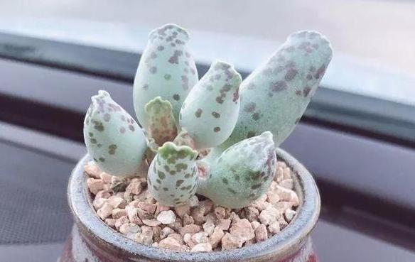 养花没有地方养该怎么办,养花没有阳光有最好的办法吗