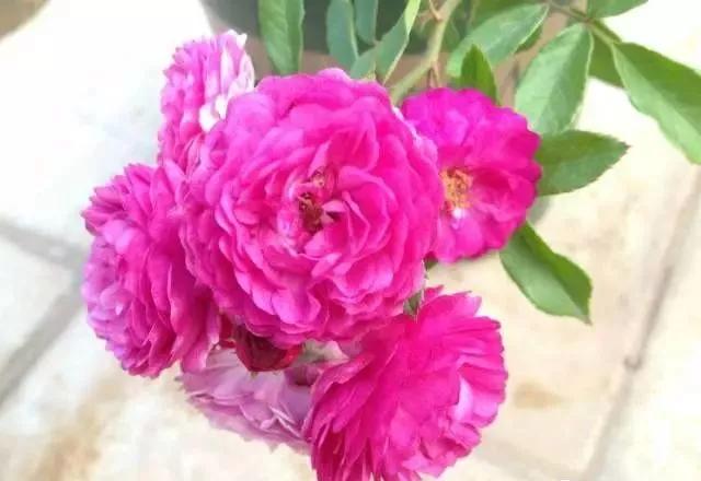 每天学习一点点——100种玫瑰品种科普