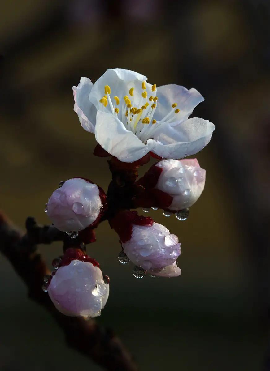 沾衣杏花雨吹面不寒杨柳风翻译,沾衣欲湿杏花雨吹面不寒杨柳风