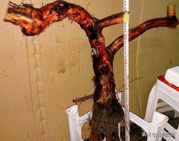 如何把月季养成老桩,月季怎么养成小老桩