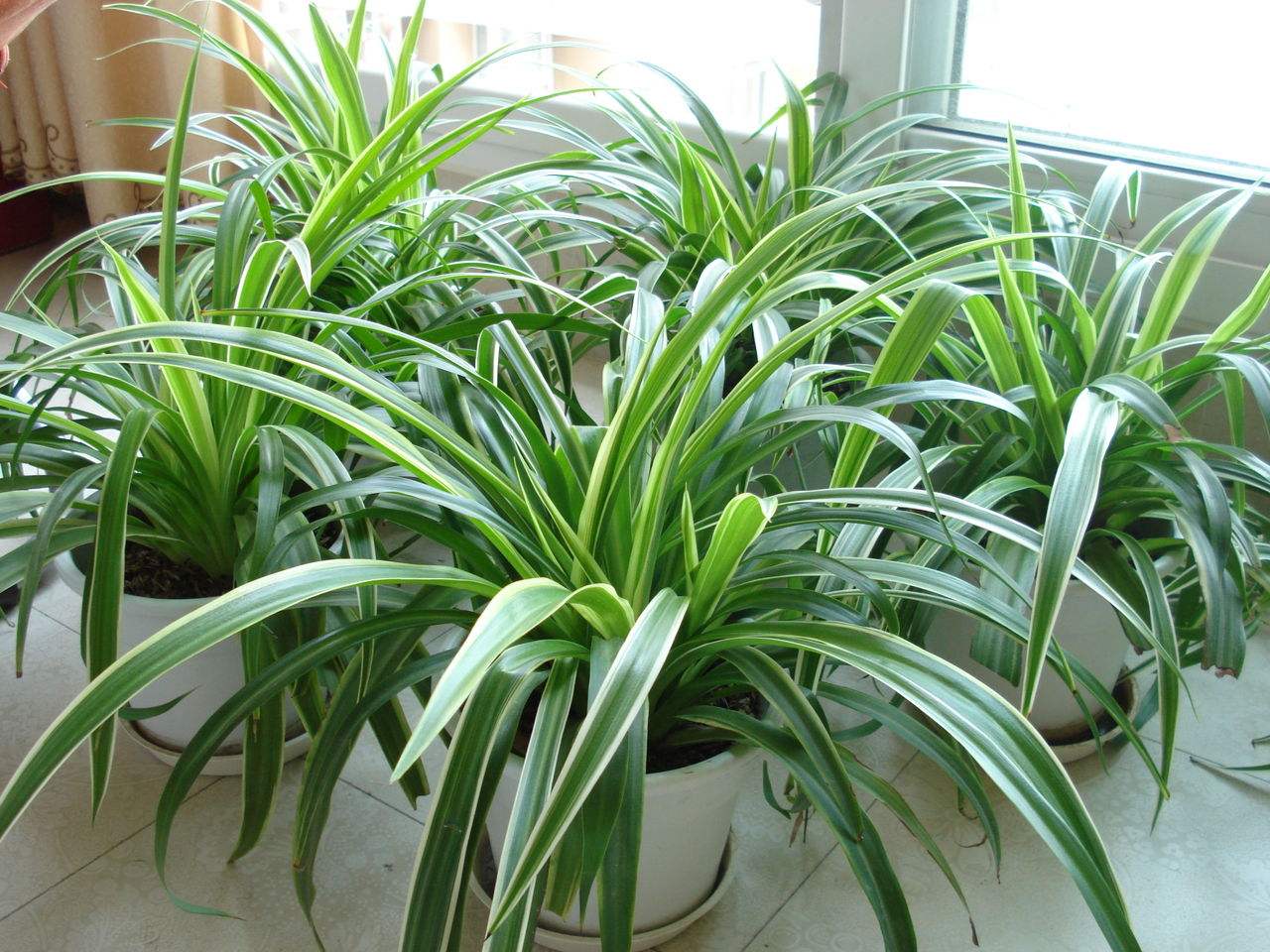 吸客厅甲醛最好的10种花,适合放客厅的大盆绿植吸甲醛