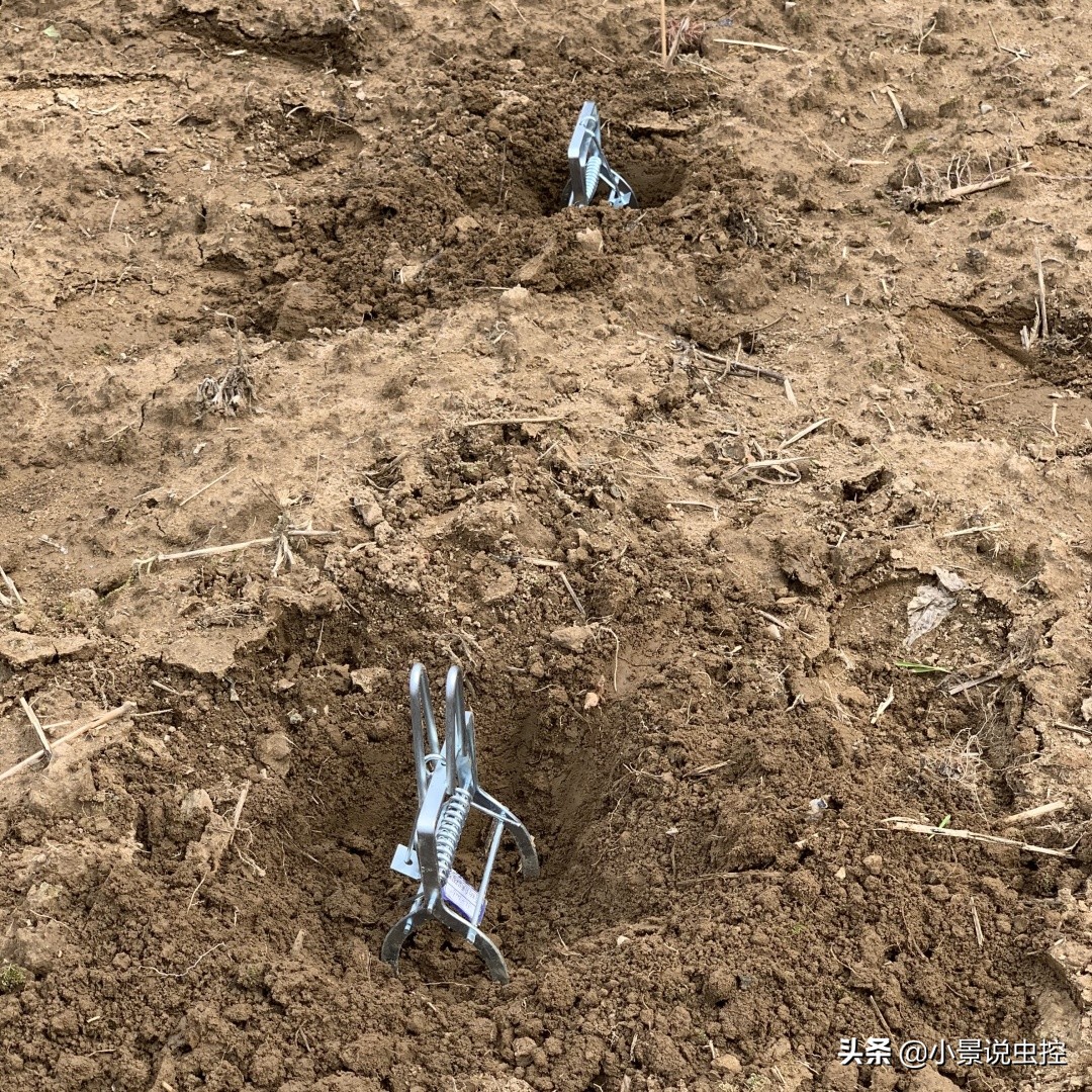 对付鼹鼠最有效的办法,对付鼹鼠的最好方法
