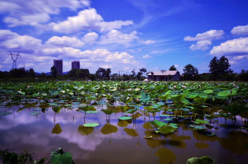 常德，那些惊艳夏日的荷花