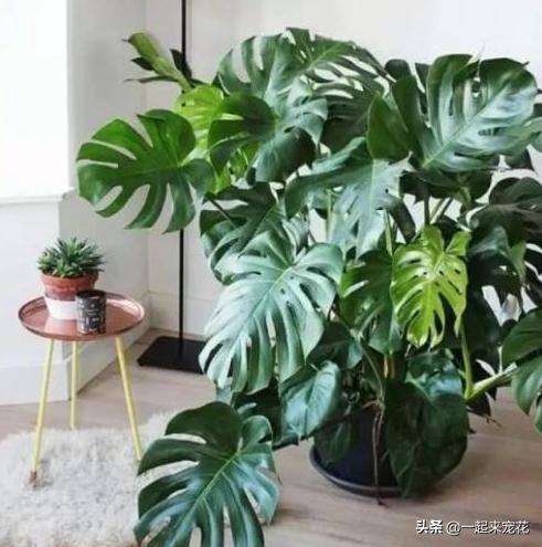 家里过期的小药片用来养花有妙用,过期的药片可以直接放在花盆里吗