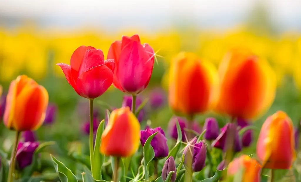 郁金香济南哪里最好,济南万象城郁金香