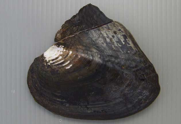 珍珠贝——用时间磨平伤痛，用温柔造就无双的美