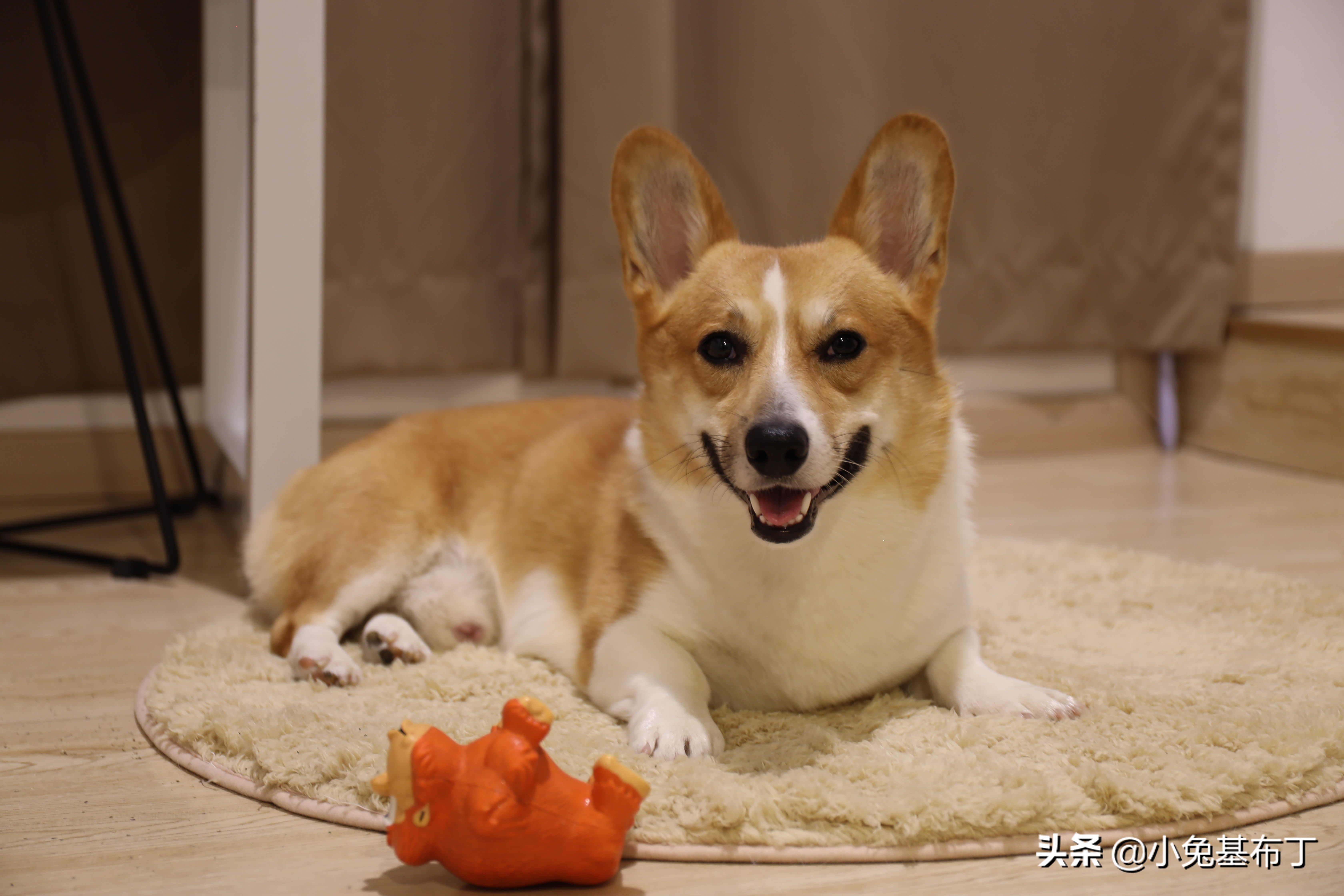 主人出差狗狗独自在家,主人外地出差狗狗跑