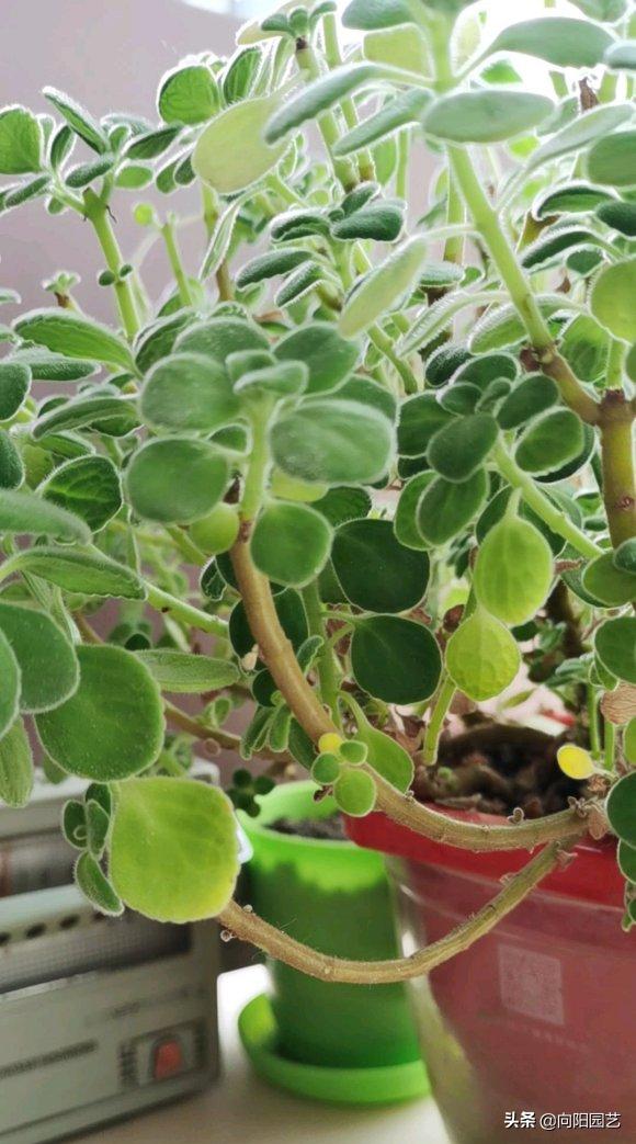 带香味碰碰香好养吗,碰碰香怎么养才能更旺盛