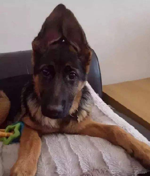 德牧小时候耳朵是不是竖起来的,德牧是最帅的狗