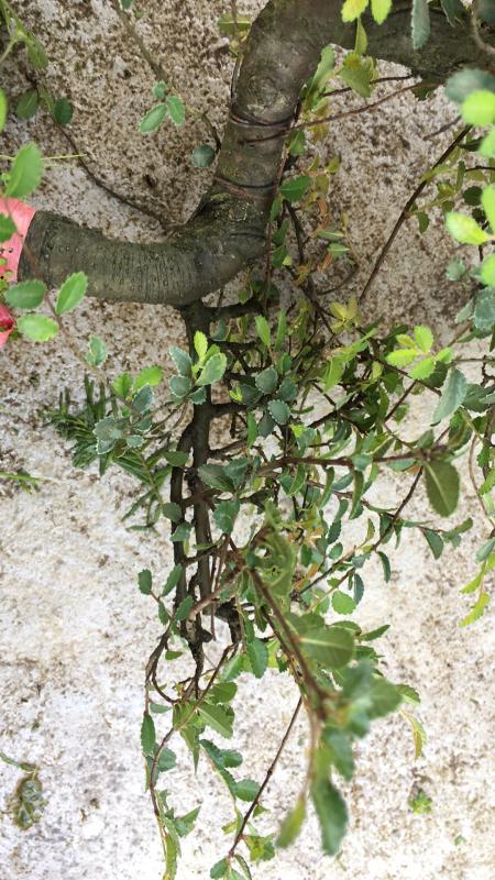 苹果盆景修剪技巧图解,新手也能学会的修剪盆景技巧