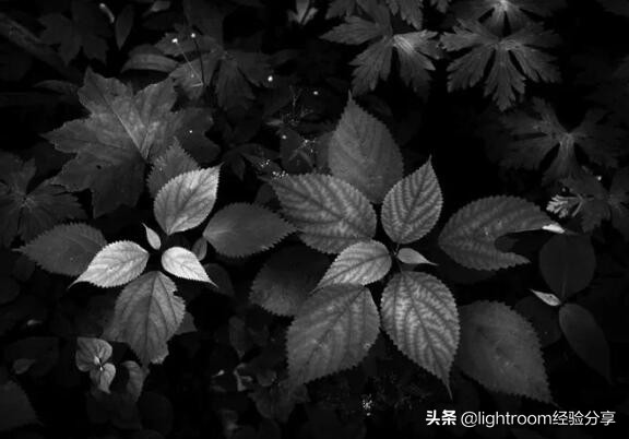 摄影黑白和彩色图对比,摄影黑白和彩色的关系