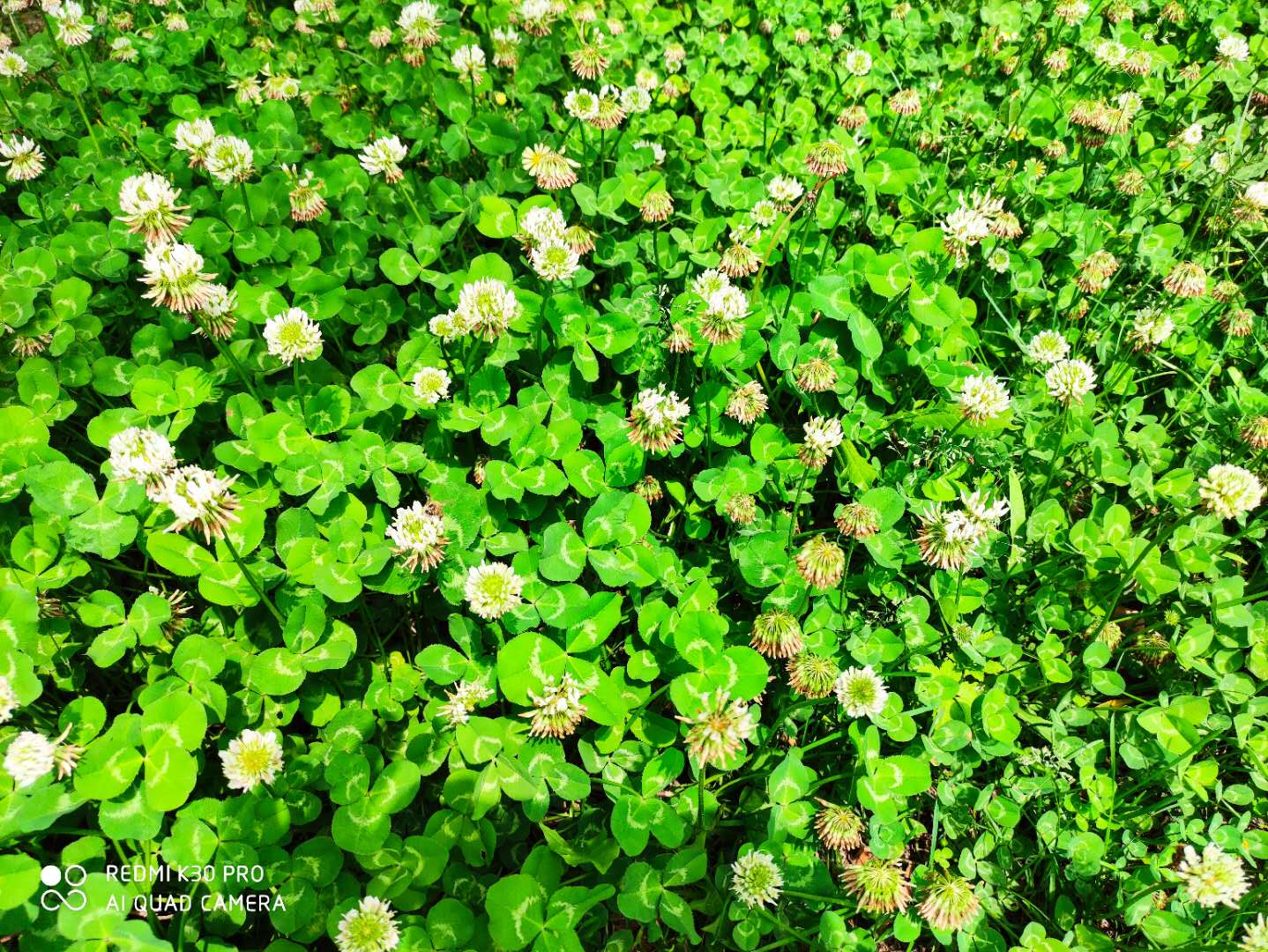红花酢浆草与三叶草是一个品种吗,红花酢浆草和三叶草是不是一样的
