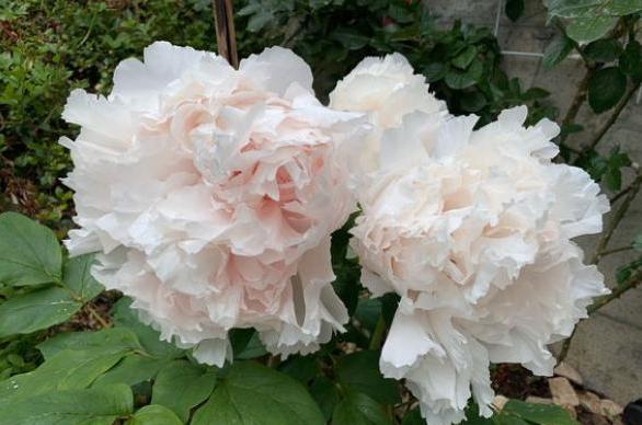 盆栽牡丹的养殖方法和注意事项,盆栽牡丹怎么养怕冻吗