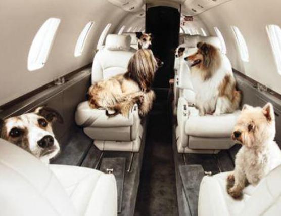 外出七天猫咪怎么安置,假期猫咪独自在家猫砂怎么处理