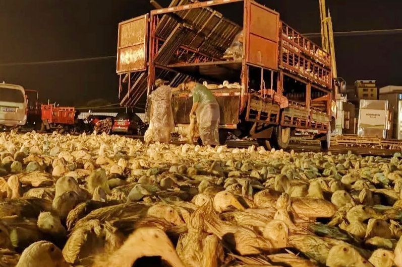 赊鸡苗套路,赊鸡苗助脱贫