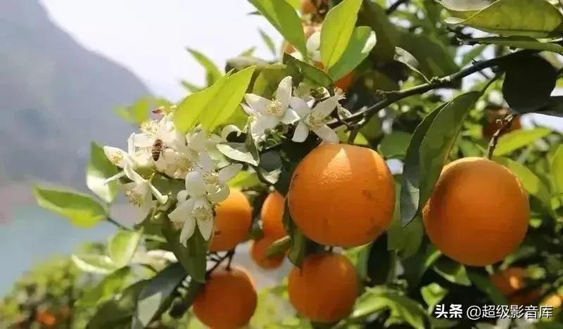 婀栧寳绉綊浼︽櫄鑴愭鐖嗙敎鐖嗘眮鍥炬枃,绉綊浼︽櫄鑴愭鐖嗘眮