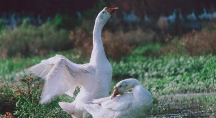 古人上厕所是用什么擦的,古人上厕所能擦干净吗