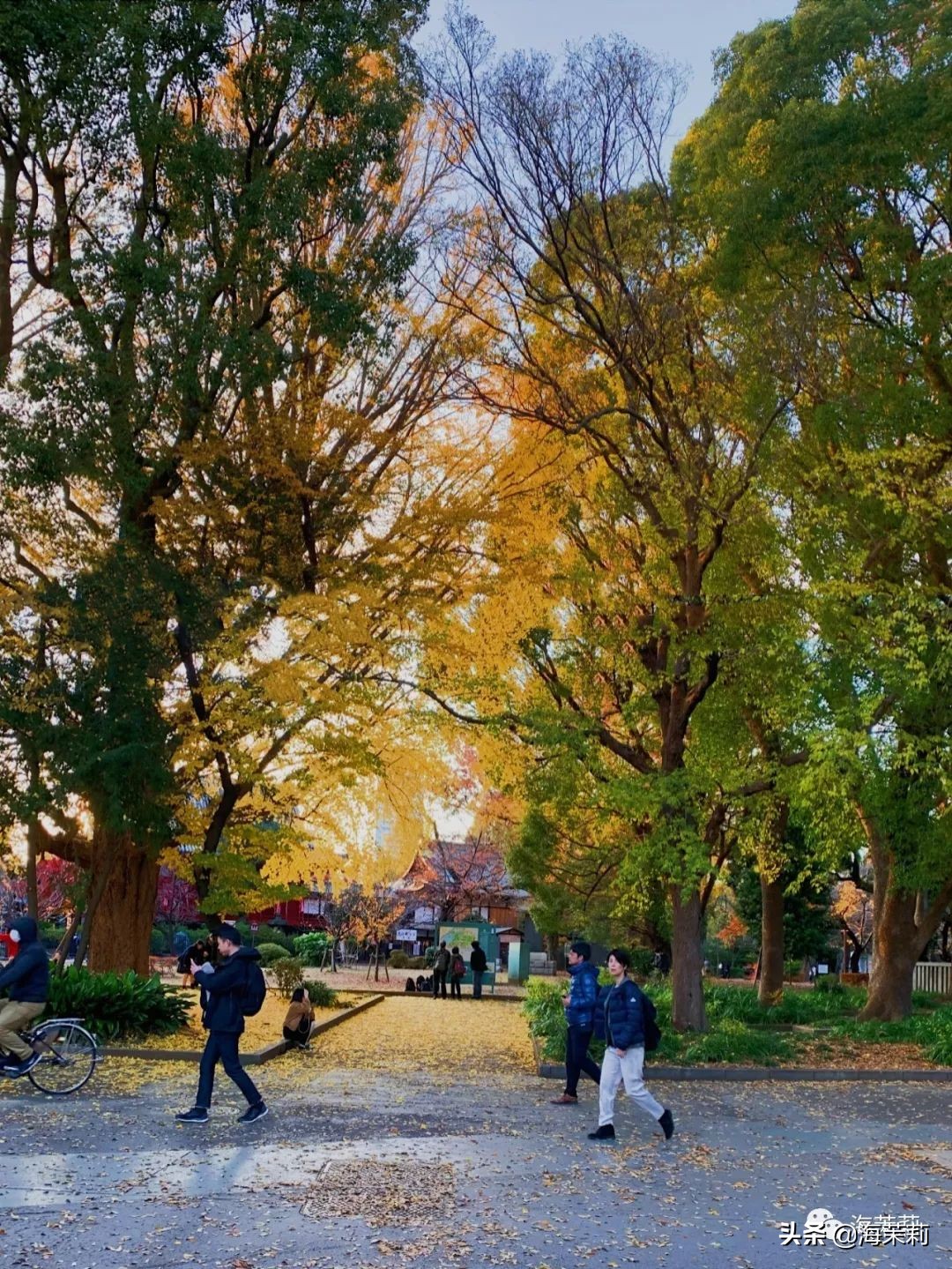 日本东京旅游攻略自由行,单人日本东京旅游攻略