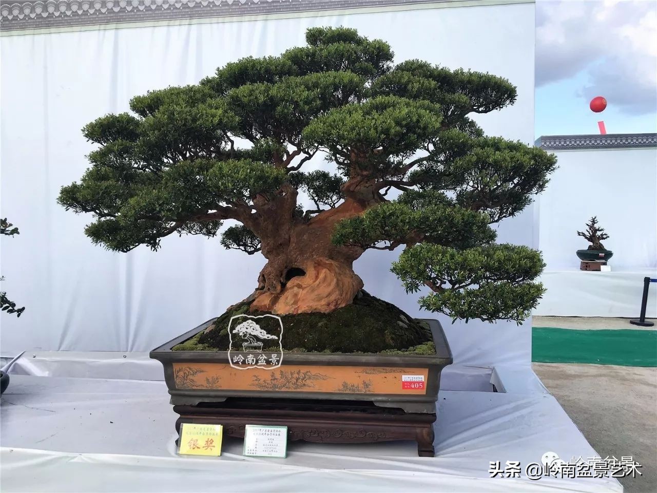 盆景结顶的形式,最好的盆景结顶方法