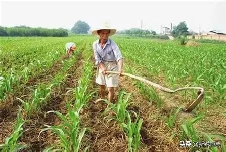 甜糯玉米各时期的病虫害,玉米苗期常见病虫害有哪些