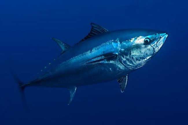 海洋十大速度最快鱼类,海洋十大鱼类最强排名