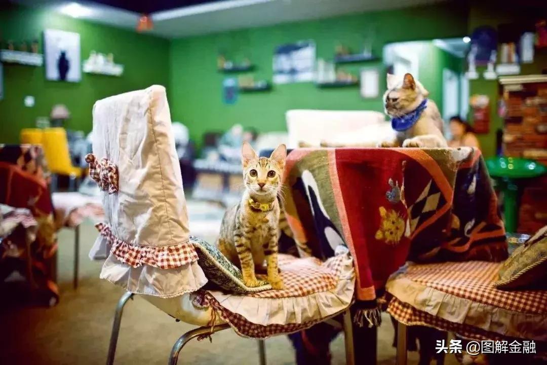 举报宠物店暴利,开宠物店会血本无归吗