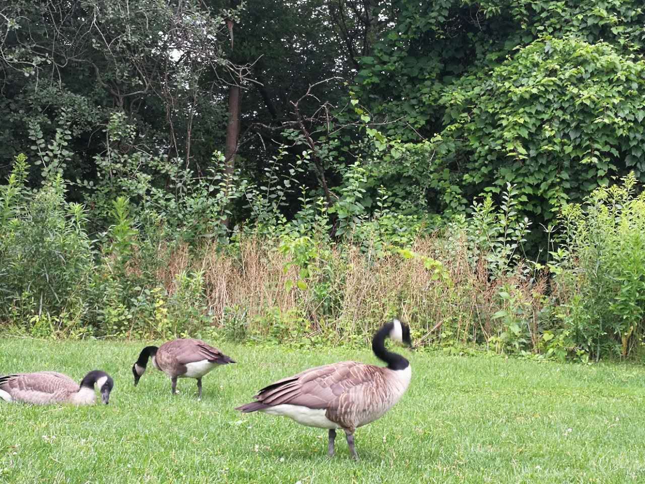 加拿大能带什么入境,加拿大跟中国