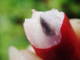 世界这么大你知道有几种水果吗,世界上都有哪些可以吃的水果