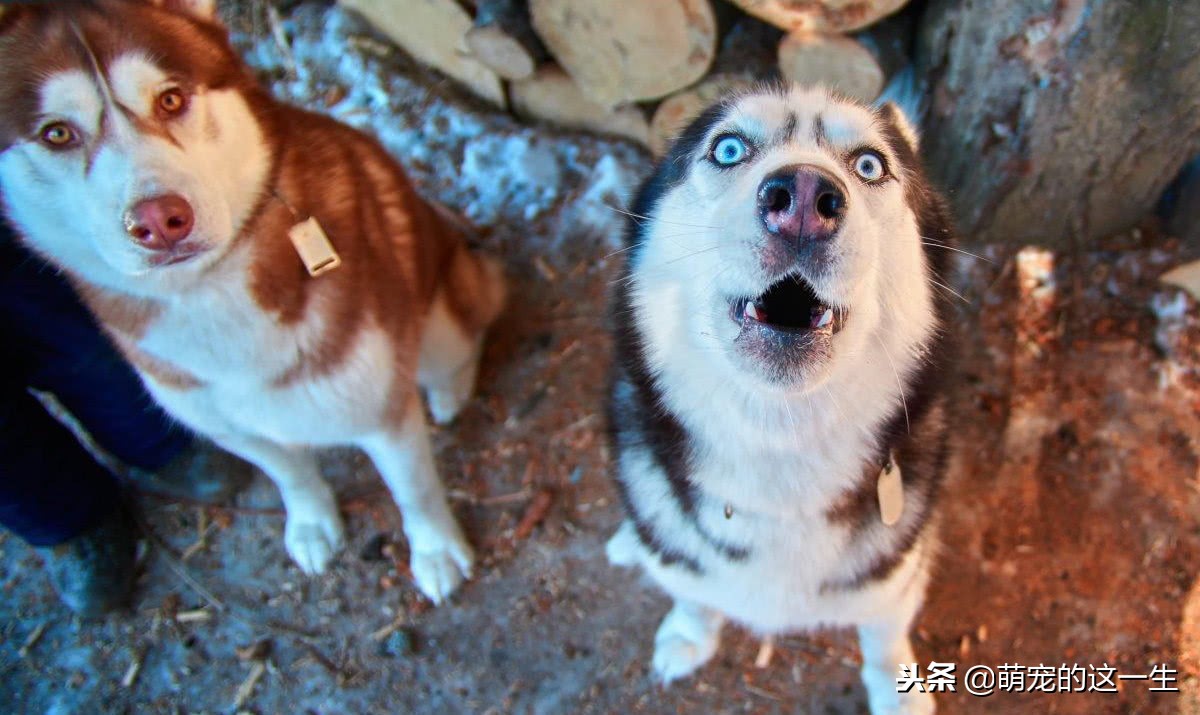 关于狗的秘密的纪录片,关于狗狗的7个秘密