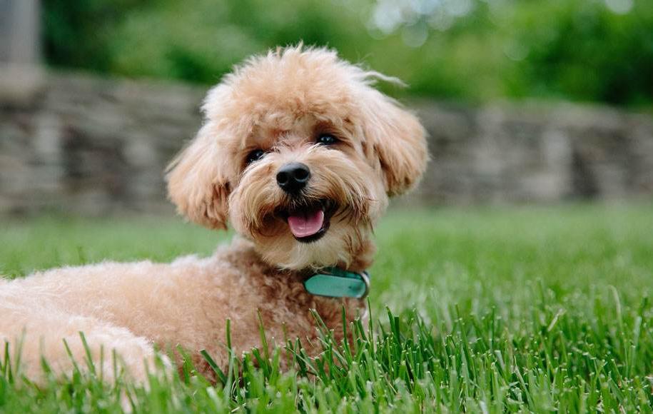 狗狗几个月可以看出来凶不凶,狗狗也能从视觉判断事物