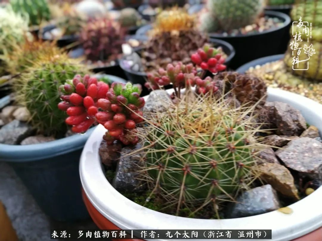 景天、球和龙舌兰，只要是多肉，都喜爱