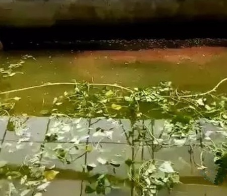 草龟怎么度过应激反应期,如何防止草龟的应激