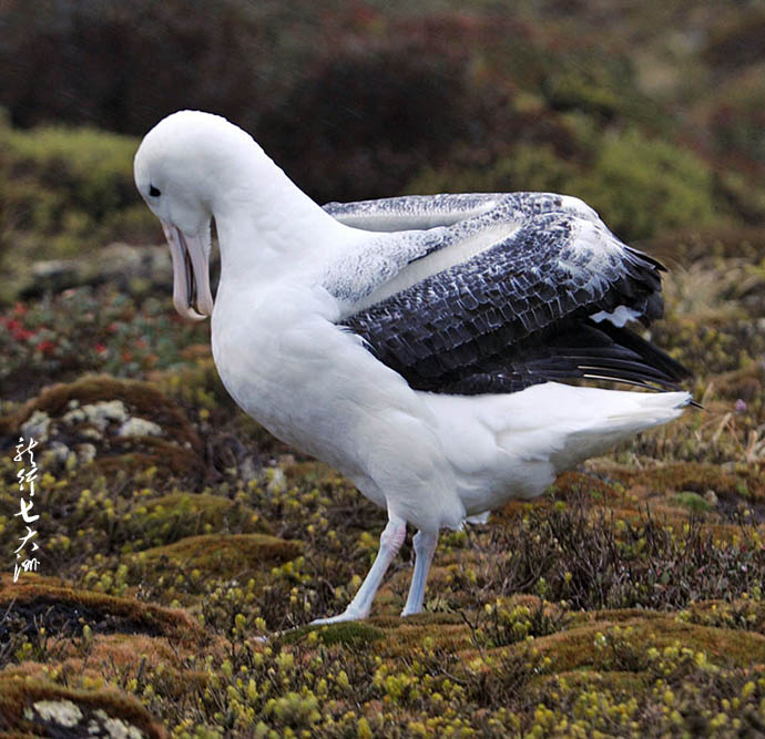 漂泊信天翁滑翔,漂泊信天翁为什么被称为滑翔员