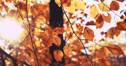 秋风起，秋意浓，愿秋色安暖，岁月无恙