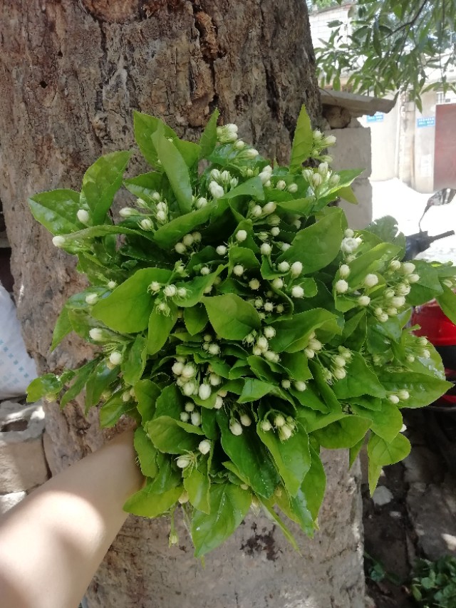 福州茉莉花基地,茉莉花盆栽基地直销
