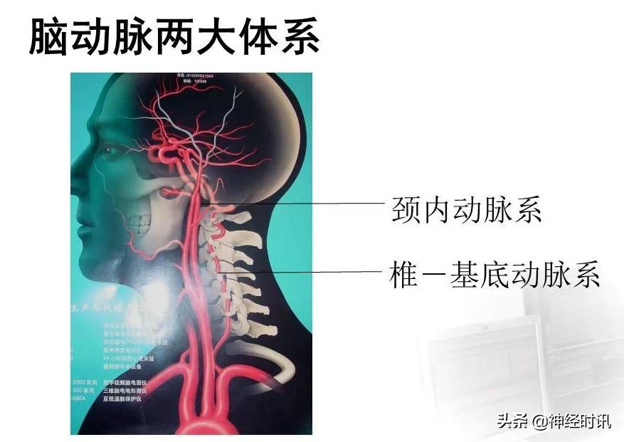 脑动脉解剖学讲解,脑膜中动脉解剖讲解