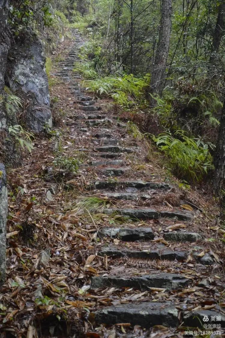 泰顺葛洋陶氏三兄弟修建的三条古道，等你来打卡～