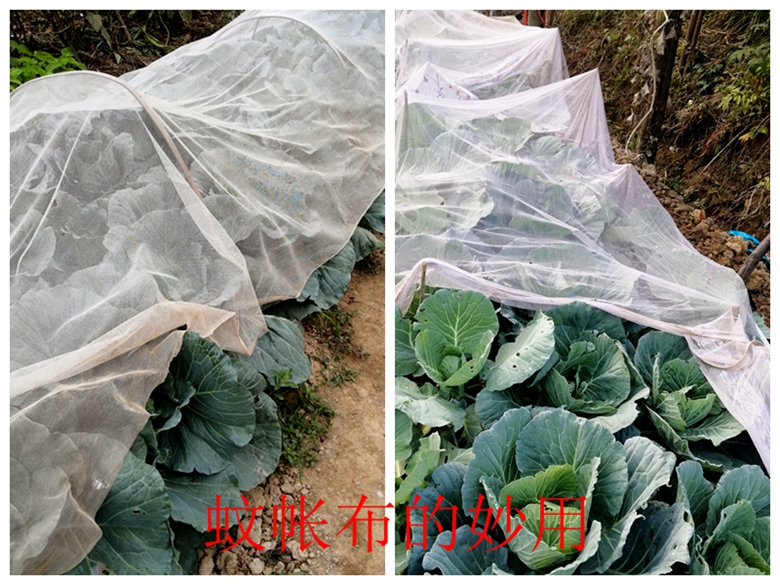 蔬菜档案甘蓝类,甘蓝蔬菜档案介绍