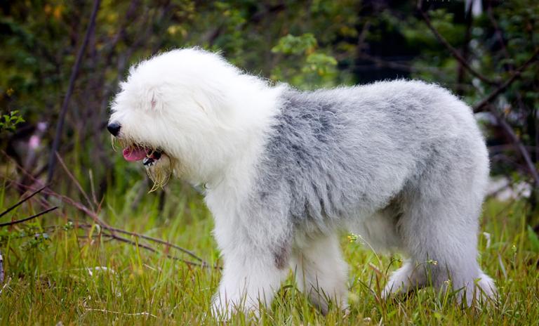 哪些大狗不咬人,哪些大狗无伤害