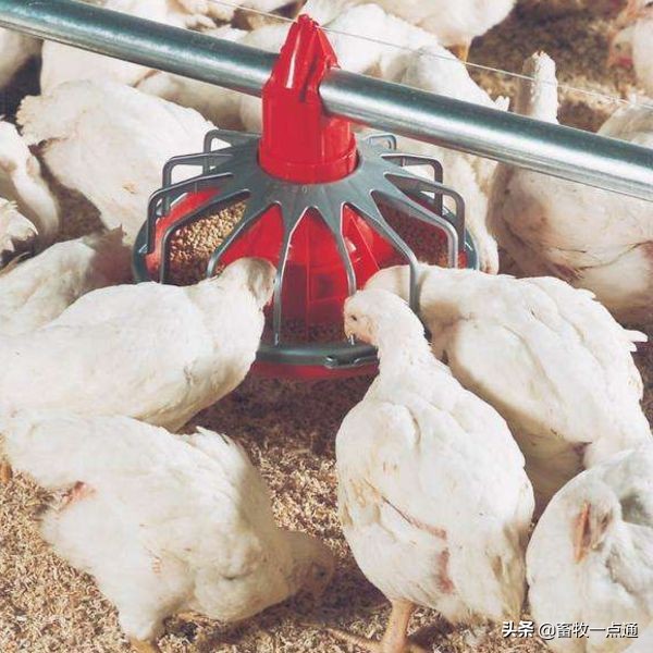 肉鸡消毒的正确方法,肉鸡苗场消毒