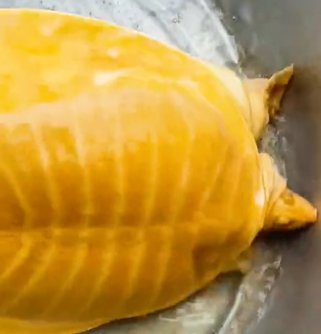 罕见！南昌钓鱼人钓上“黄金鳖”，有人想出高价购买