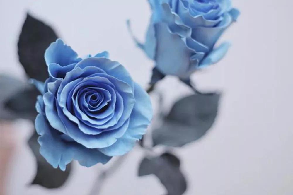 一篇文章带你认识三亚40种花,鲜花图鉴一次性认识30种玫瑰花