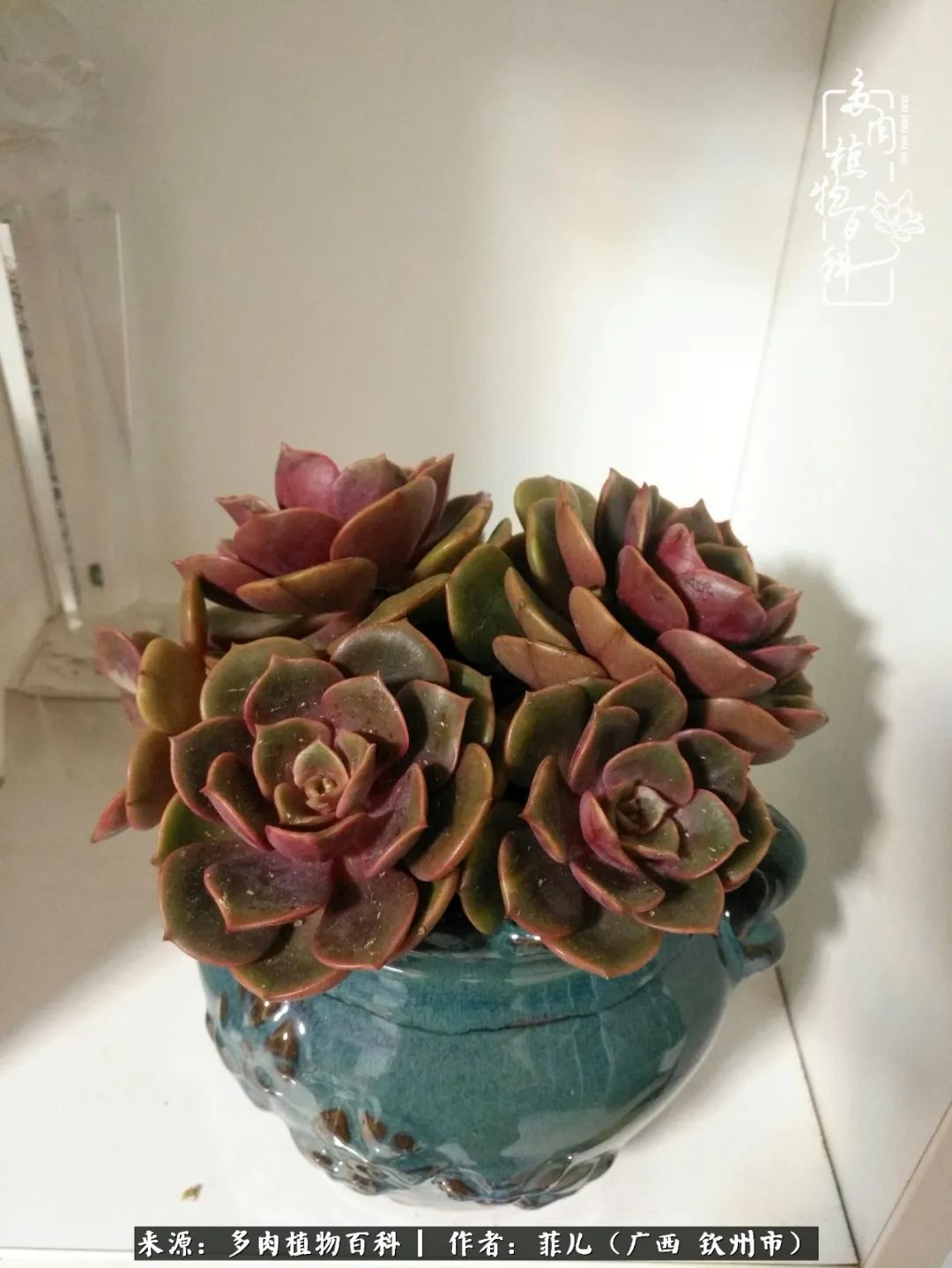 多肉相伴的感悟,与多肉为伴的时光真的很美好