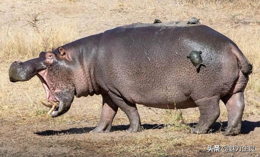 河马冷知识全集,河马奇葩冷知识